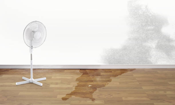 Best Basement water damage restoration  in Venice, IL