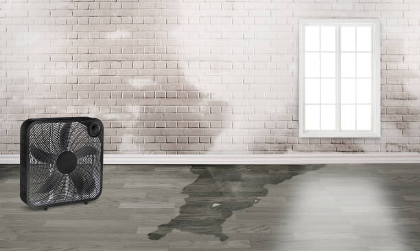 Best Carpet water damage restoration  in Venice, IL